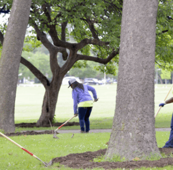Young people often get their start working through a job with the city of Chicago or the Park District, including these junior labor seasonal workers in Humboldt Park in 2014. More than 45,000 teens and young adults were both jobless and out of school in Chicago in 2022, according to a new University of Illinois Chicago study. By Michael Schmidt 